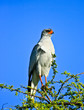 pale chanting goshawk