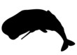 Sperm whale silhouette (Physeter macrocephalus)