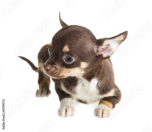 Photo: short haired chihuahua puppy in front of a white background short haired chihuahua puppy in front of a white background