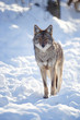Timber wolf