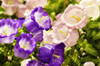Canterbury-bells (Campanula medium L.)