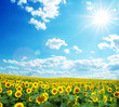 sunflowers