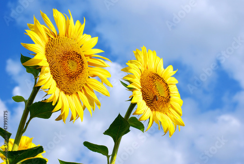 Photo: sunflower sunflower