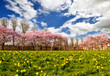 Frühlings-Traum: Park mit Japanischer Yoshino-Kirschblüte