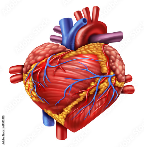 Illustration: Human Heart Love Human Heart Love