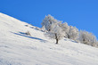 winter landscape slope snowy trees  white