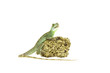 stirnlappen basilisk leguan echse reptil