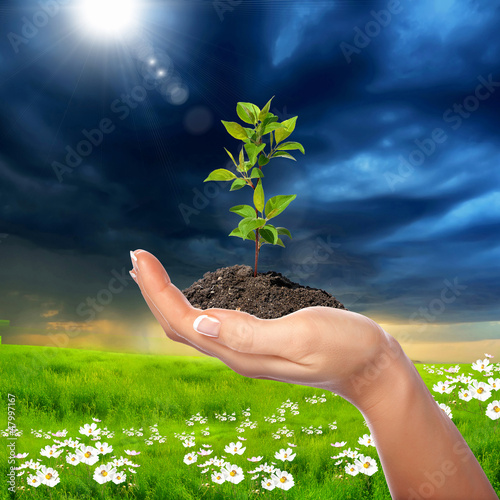 Photo: Hands holding green sprouts Hands holding green sprouts