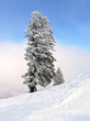 Fichte am Schneehang