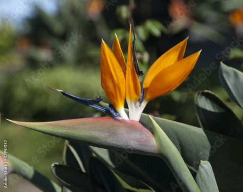 Photo: Flower Flower