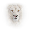 white lion on the white background
