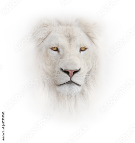 Photo: white lion on the white background white lion on the white background