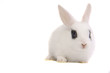 Zwergkaninchen, Kaninchen, Hase