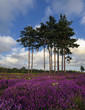 Summer Heather and Pine Trees