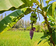 Banana tree with fruit and inflorescence
