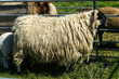 Schaf