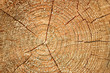 The structure of the saw cut logs