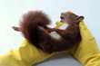 Photo: Veterinarian examining red squirrel, Sciurus vulgaris Veterinarian examining red squirrel, Sciurus vulgaris