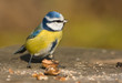 Blaumeise