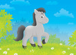 Foal on a meadow