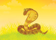 Big brown cobra writhing in grass
