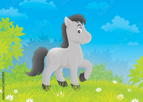 Illustration: Foal on a meadow Foal on a meadow