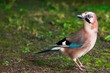 bunte vogel