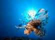 Photo: A diver lionfish and sun at the background A diver lionfish and sun at the background