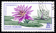 Postage stamp Romania 1965 Zanzibar Water Lily, Nymphaea Zanziba