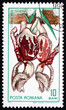 Postage stamp Romania 1965 Stanhopea, Stanhope Orchid, Plant