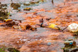Foto: Polluted water flowing Polluted water flowing