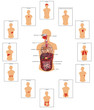 Huge collection of human organs illustration