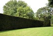 hedge