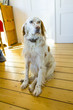 dog lying at the wooden floor in the dining room