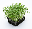 Cress salad