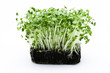 Cress salad