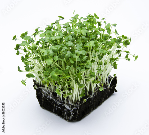 Photo: Cress salad Cress salad