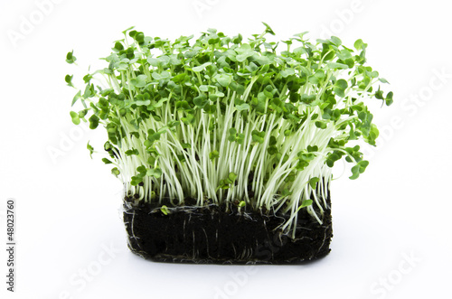 Photo: Cress salad Cress salad