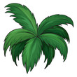 A plant