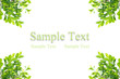 leaves frame isolated on white background