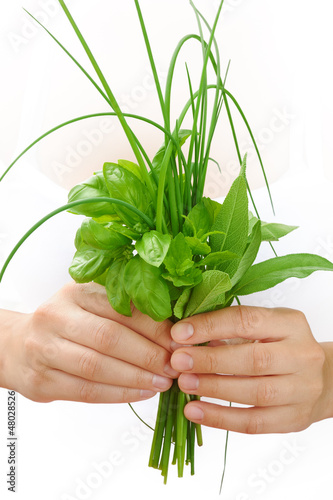 Photo: Hands of young woman holding fresh herbs, basil, chive, sage Hands of young woman holding fresh herbs, basil, chive, sage