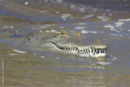 Photo: Crocodile swims along the Guacalillos Estuary. Crocodile swims along the Guacalillos Estuary.