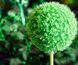 Green Garlic Flower Background