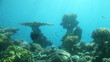 Coral reef of Red Sea