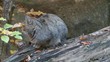 Wildkatze