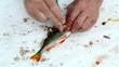 fisherman hand with knife clean bass perch fish scale