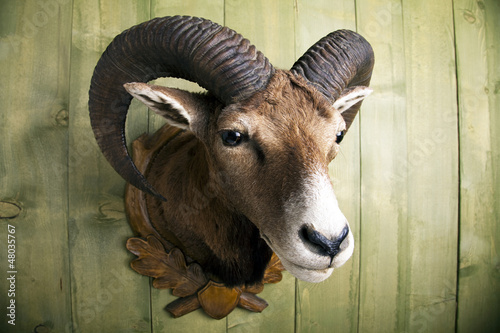 Photo: Mufflon Mufflon