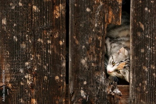 Photo: Katze im Unterschlupf Katze im Unterschlupf