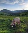 Grazing cow