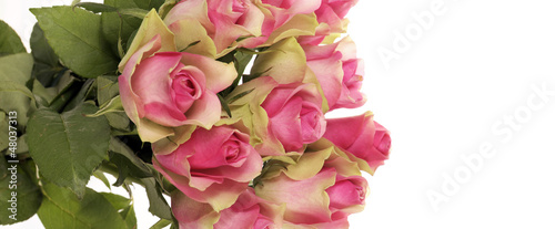 Photo: panoramic roses panoramic roses